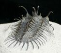 Spiny Comura Trilobite - Reconstructed Spines #8645-4